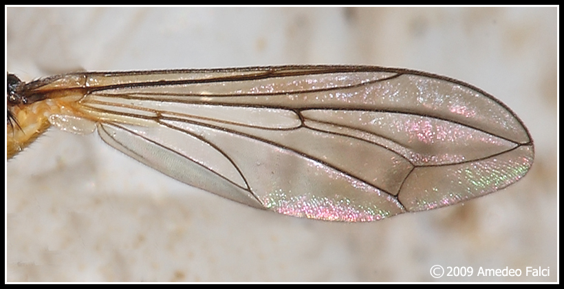 Leopoldius coronatus M (Conopidae)